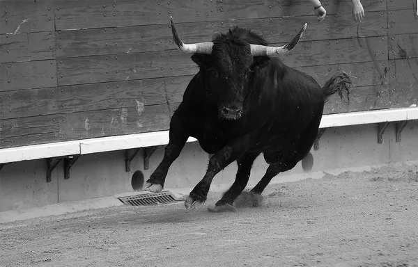 Taureau Espagnol Arène Dans Spectacle Traditionnel — Photo