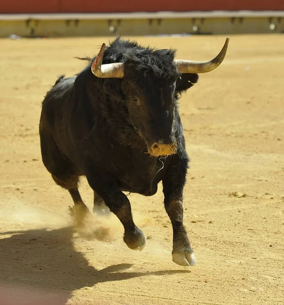 伝統的な光景の闘牛場ではスペイン牛 — ストック写真