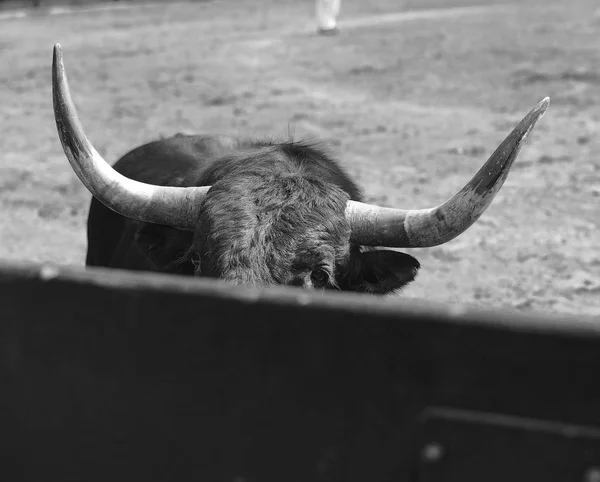 伝統的な光景の闘牛場ではスペイン牛 — ストック写真