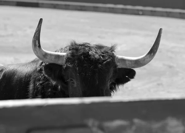 Toro Spagnolo Bullring Spettacolo Tradizionale — Foto Stock