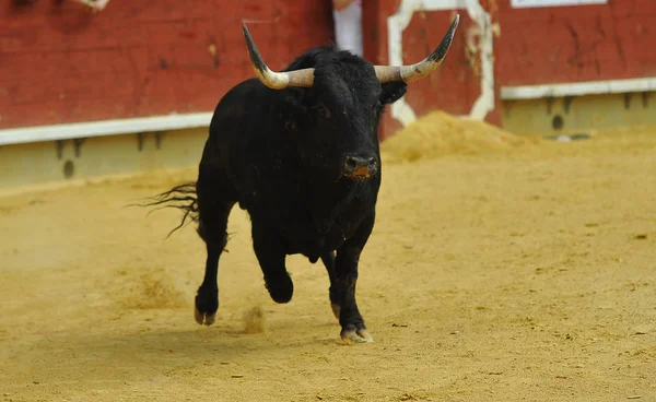 Toro Spagnolo Bullring Spettacolo Tradizionale — Foto Stock