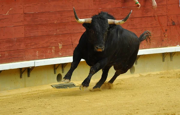 伝統的な光景の闘牛場ではスペイン牛 — ストック写真