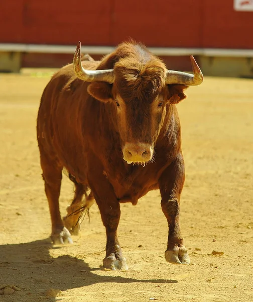 Spanischer Stier Stierkampfarena Bei Traditionellem Spektakel — Stockfoto