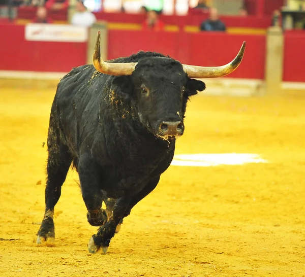 Toro Español Plaza Toros Espectáculo Tradicional — Foto de Stock