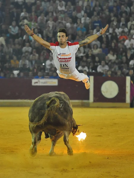 Toro Spagna Nello Spettacolo Tradizionale — Foto Stock