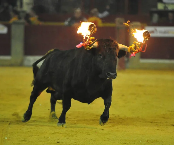 Ταύρο Στην Ισπανία Παραδοσιακό Θέαμα — Φωτογραφία Αρχείου