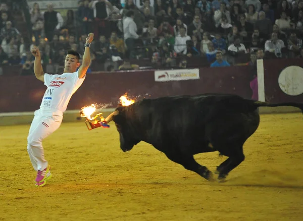 Toro Spagna Nello Spettacolo Tradizionale — Foto Stock