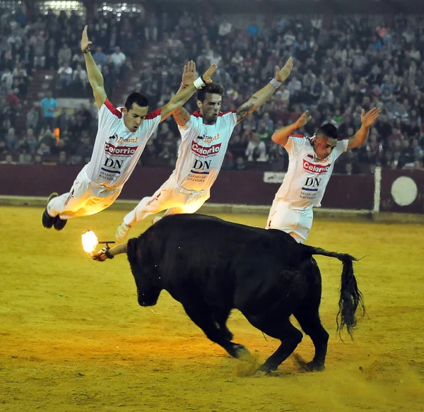 Taureau Espagne Dans Spectacle Traditionnel — Photo