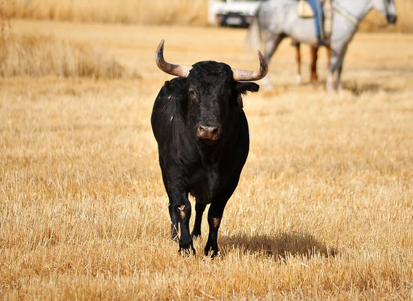 Taureau Espagne Dans Spectacle Traditionnel — Photo