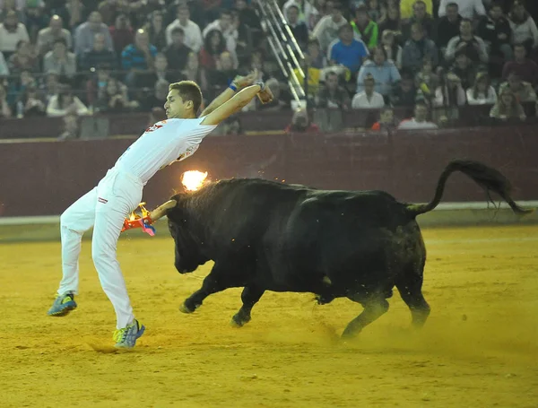 Taureau Espagne Dans Spectacle Traditionnel — Photo