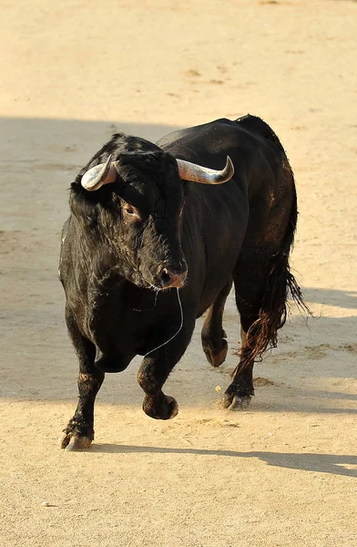 Touro Espanha Espetáculo Tradicional — Fotografia de Stock