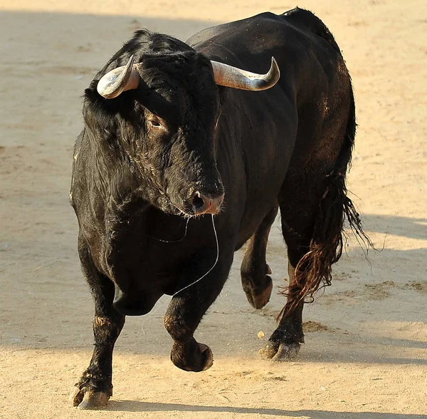Bull Spain Traditional Spectacle — Stock Photo, Image