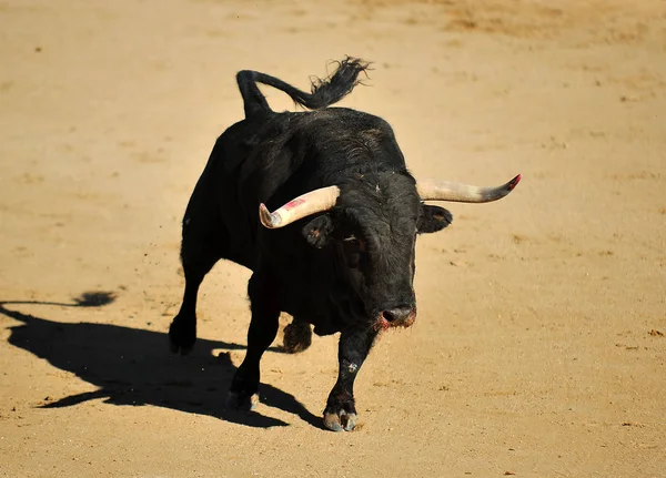 Stier Spanje Traditionele Spektakel — Stockfoto