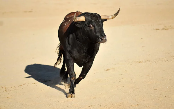 Touro Espanha Espetáculo Tradicional — Fotografia de Stock