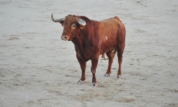 Bulle Spanien Mit Großen Hörnern — Stockfoto