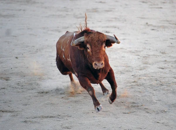 Toro Spagna Con Grandi Corna — Foto Stock