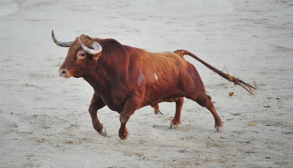 Bull Španělsku Velkými Rohy — Stock fotografie