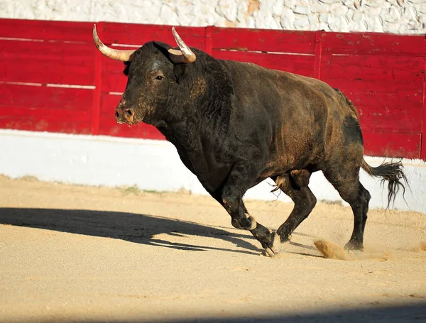 Toro España Con Cuernos Grandes —  Fotos de Stock