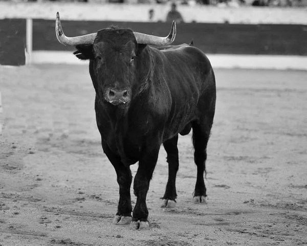 Stier Spanje Met Grote Hoorns — Stockfoto