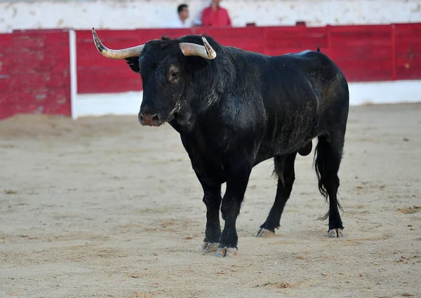 Toro Spagna Con Grandi Corna — Foto Stock