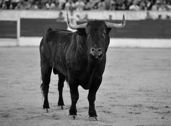 Touro Espanha Com Chifres Grandes — Fotografia de Stock