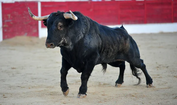 Stier Spanje Met Grote Hoorns — Stockfoto