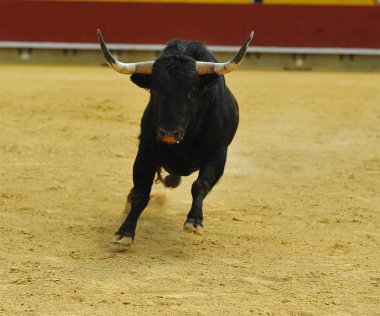 İspanyol boğa Arena içinde çalışan