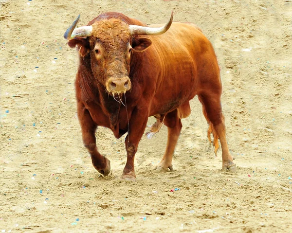 Spanish Bull Running Bullring — Stock Photo, Image