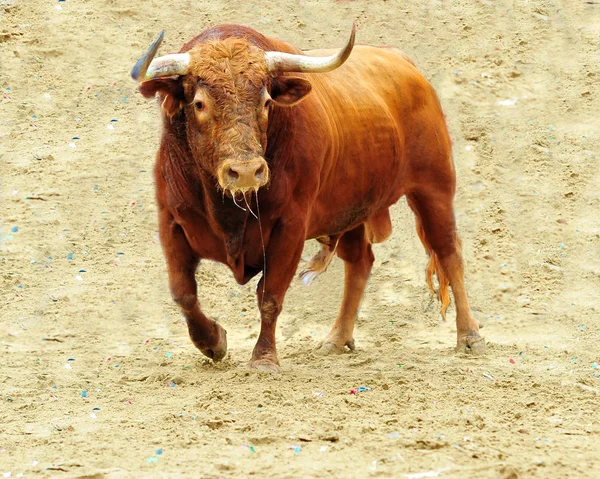 Spanyol Boğa Arena Içinde Çalışan — Stok fotoğraf