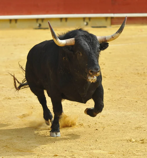 Touro Espanhol Correndo Tournée — Fotografia de Stock