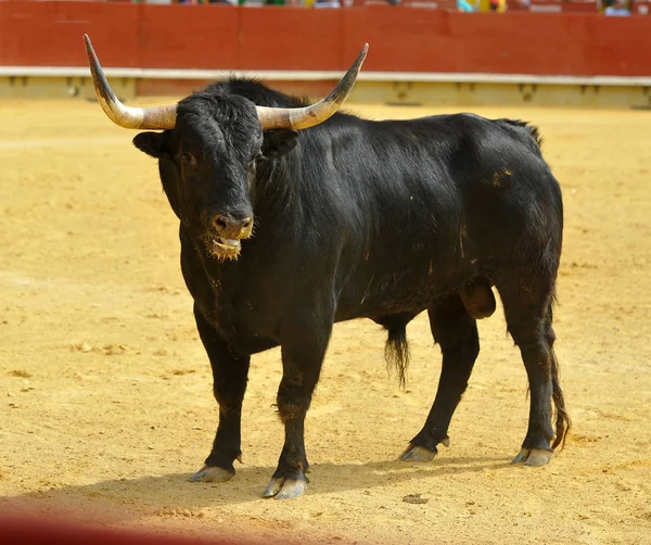 Touro Lutando Espanha — Fotografia de Stock