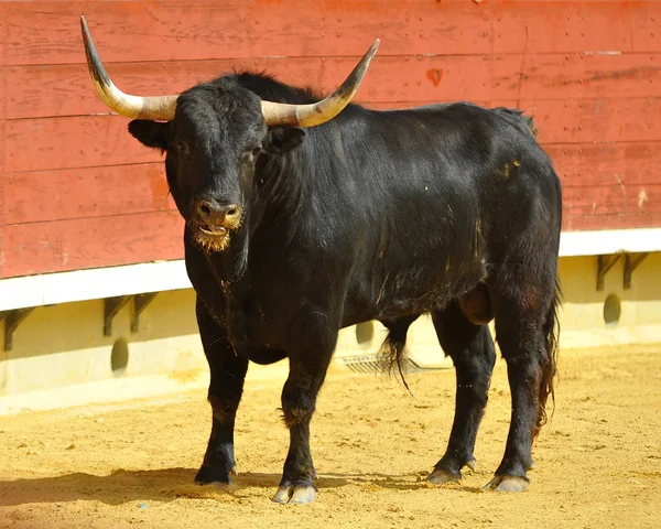 Kampfstier Spanien — Stockfoto