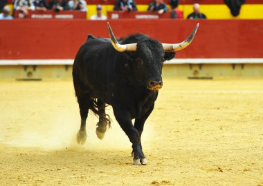 İspanya boğa mücadele