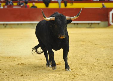 İspanya boğa mücadele