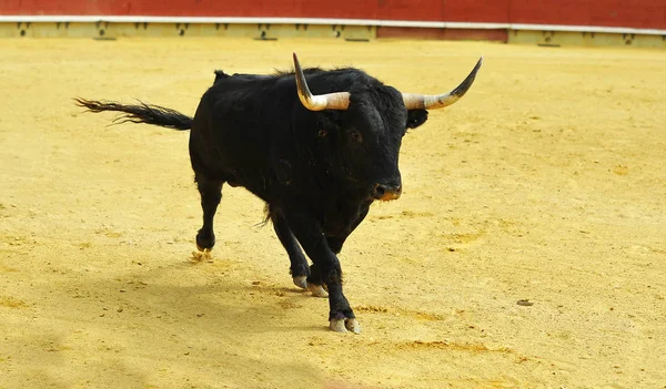 Touro Lutando Espanha — Fotografia de Stock