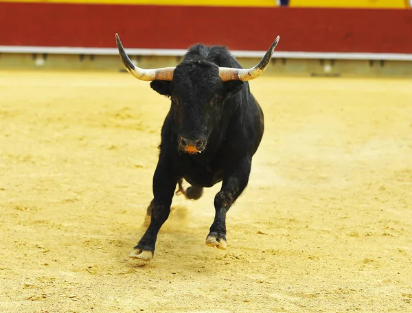 Touro Lutando Espanha — Fotografia de Stock