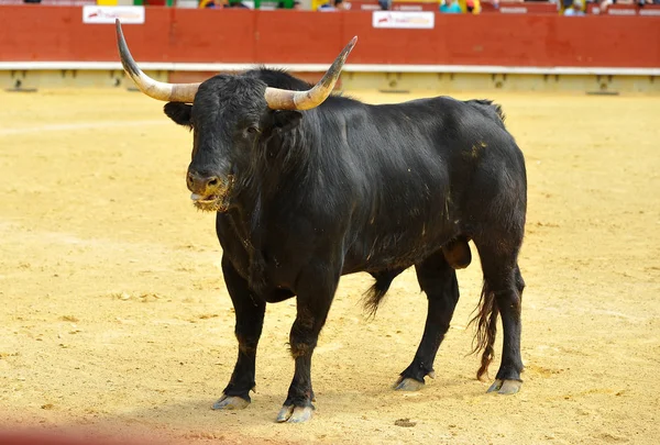 Touro Lutando Espanha — Fotografia de Stock