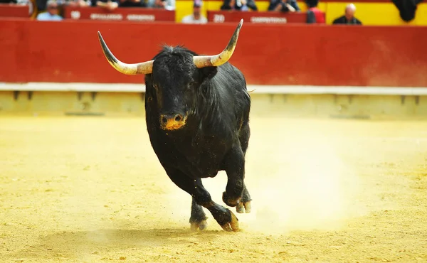 Touro Lutando Espanha — Fotografia de Stock