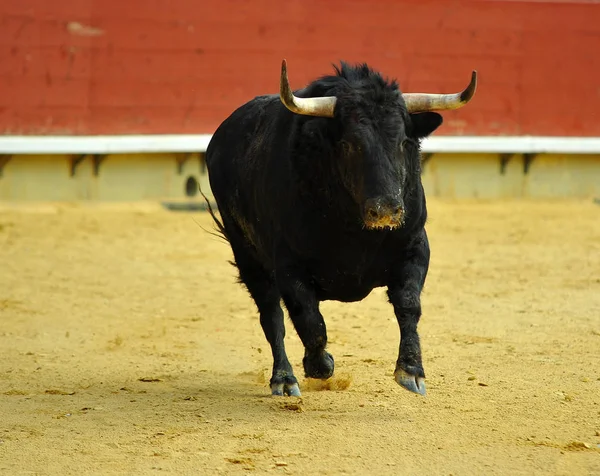 Harci Bika Spanyolország — Stock Fotó