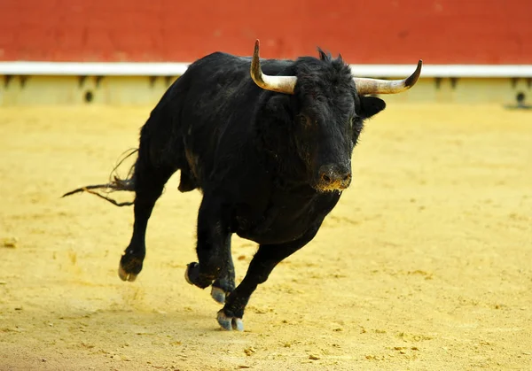 Fighting Bull Spain — Stock Photo, Image