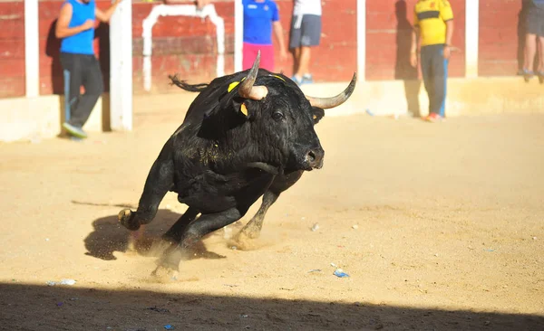 Fighting Bull Spain — Stock Photo, Image