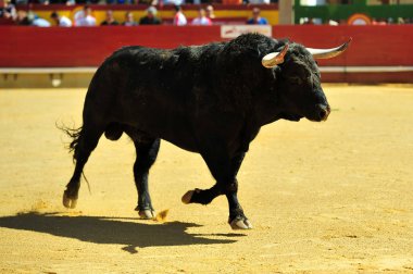 Arena içinde çalışan boğa mücadele
