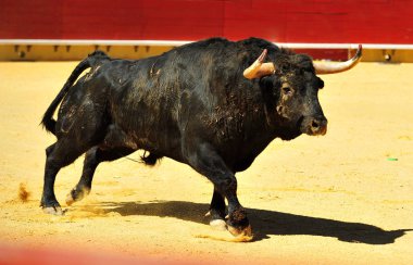 Arena içinde çalışan boğa mücadele