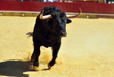 Arena içinde çalışan boğa mücadele