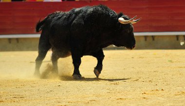 Arena içinde çalışan boğa mücadele