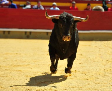 Arena içinde çalışan boğa mücadele
