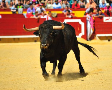 Arena içinde çalışan boğa mücadele