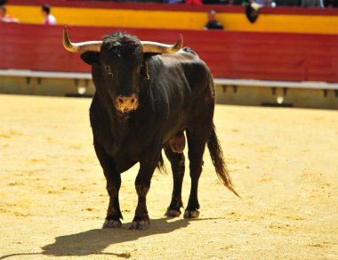 Arena içinde çalışan boğa mücadele
