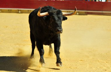 Arena içinde çalışan boğa mücadele