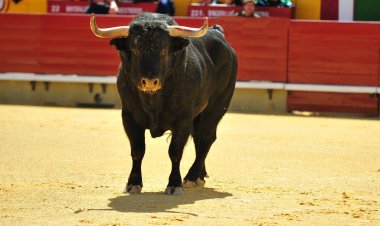 Arena içinde çalışan boğa mücadele